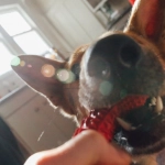 Технический обзор игрового автомата The Dog House - анализ характеристик