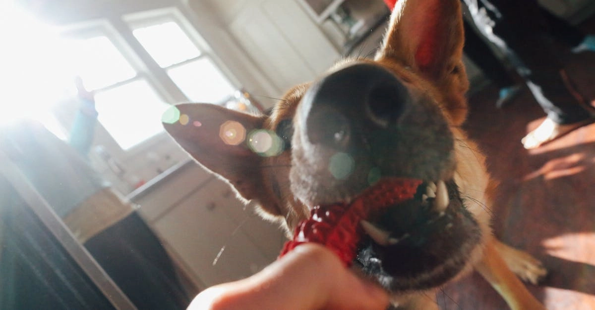 Технический обзор игрового автомата The Dog House - анализ характеристик